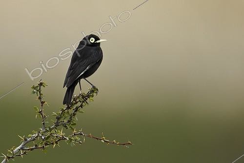 Biosphoto | 1958545 | Spectacled Tyrant male on branch - Torres del Paine NP Chile | &copy; Ignacio Yufera / Biosphoto
