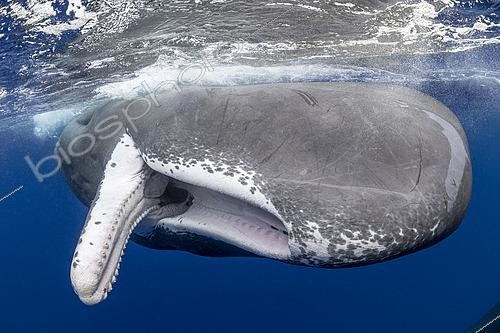 Biosphoto | 2547687 | Sperm whale (Physeter macrocephalus) with fully open mouth. Vulnerable (IUCN). The sperm whale is the largest of the toothed whales. Sperm whales are known to dive as deep as 1,000 meters in search of squid to eat. Image has been shot in Dominica, Caribbean Sea, Atlantic Ocean. Photo taken under permit | &copy; Franco Banfi / Biosphoto