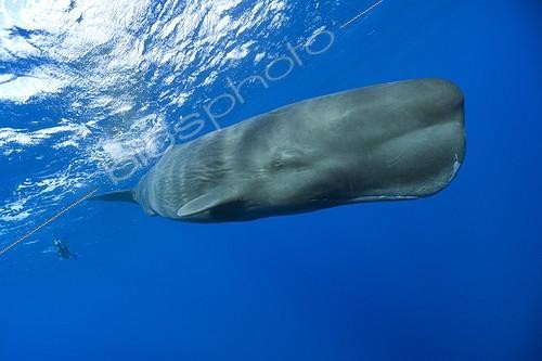 Biosphoto | 1715121 | Sperm Whale subsurface Caribbean Sea Dominica | &copy; Reinhard Dirscherl / Biosphoto