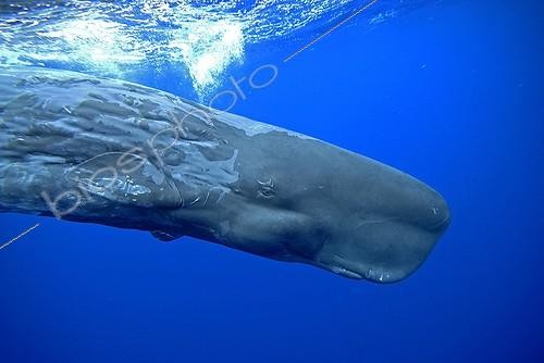 Biosphoto | 813427 | Sperm whale swimming underwater in Atlantic Ocean Azores | &copy; Gérard Soury / Biosphoto