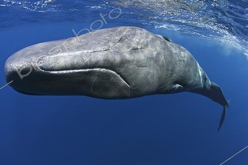 Biosphoto | 1360488 | Sperm Whale under the surface Dominique Caribbean Sea | &copy; Brandon Cole / Biosphoto