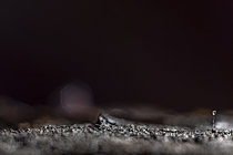 Biosphoto | 2621432 | Spermatophore of springtail deposited on the substrate, Cévennes National Park, France. | &copy; Philippe Lebeaux / Biosphoto