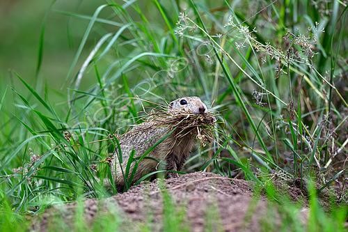 Biosphoto | 2601580 | Spermophile d'Europe (Spermophilus citellus) ramenant de l'herbe pour son nid, Hongrie | &copy; Régis Cavignaux / Biosphoto
