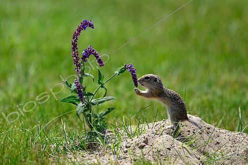 Biosphoto | 2601600 | Spermophile d'Europe (Spermophilus citellus) juvénile reniflant une fleur de sauge, Hongrie | &copy; Régis Cavignaux / Biosphoto