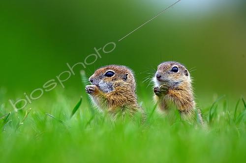 Biosphoto | 2601633 | Spermophile d'Europe (Spermophilus citellus) jeunes spermophiles mangeant de l'herbe, Hongrie | &copy; Régis Cavignaux / Biosphoto