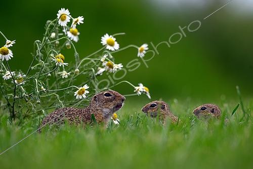 Biosphoto | 2601637 | Spermophile d'Europe (Spermophilus citellus) femelle spermophile et ses jeunes mangeant de l'herbe, Hongrie | &copy; Régis Cavignaux / Biosphoto