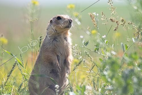 Biosphoto | 2551403 | Spermophile jaune (Spermophilus fulvus) dressé dans les herbes hautes, Tioulek, Kirghizistan | &copy; Bastien Chaix / Biosphoto