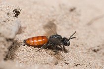 Biosphoto | 2133854 | Sphécode à labre blanc (Sphecodes albilabris) femelle sortant d'une galerie de Collète, Parc naturel régional des Vosges du Nord, France | &copy; Michel Rauch / Biosphoto