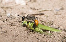 Biosphoto | 2148620 | Sphex grillyvore (Sphex rufocinctus) rapportant une sauterelle (Phaneroptera falcata) dans sa galerie Parc naturel régional des Vosges du Nord classé Réserve mondiale de Biosphère par l'UNESCO | &copy; Michel Rauch / Biosphoto