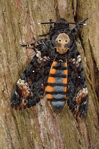Biosphoto | 2441044 | Sphinx à tête- de-mort (Acherontia atropos) sur bois, France | &copy; Georges Lopez / Biosphoto