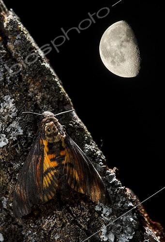 Biosphoto | 2009122 | Sphinx à tête de mort sur écorce de nuit et lune - Espagne | &copy; Mario Cea Sanchez / Biosphoto
