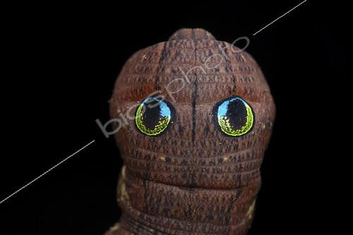 Biosphoto | 2458575 | Sphinx (Cechenena helops helops), chenille, Kinabalu NP, Bornéo, Malaisie | &copy; Frank Deschandol & Philippe Sabine / Biosphoto
