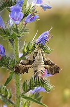 Biosphoto | 1252598 | Sphinx de l'épilobe sur une Vipérine en fleurs France | &copy; Thierry Van Baelinghem / Biosphoto