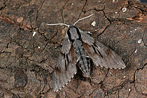 Biosphoto | 2609807 | Sphinx du Pin (Hyloicus pinastri) imago, Chenilles sur conifères, Plérin, Côtes d'Armor, Bretagne, France | &copy; Dominique Halleux / Biosphoto