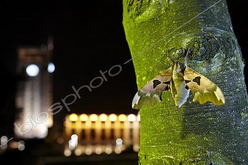 Biosphoto | 2091087 | Sphinx du tilleul (Mimas tiliae) sur un tronc en ville la nuit, France | &copy; Frank Deschandol & Philippe Sabine / Biosphoto