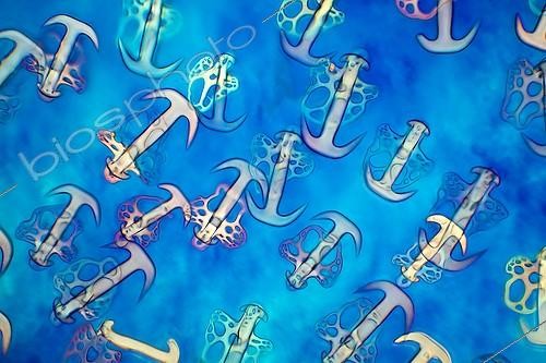 Biosphoto | 583964 | Spicules of sea cuncumber under microscope ; Lighting in polarized light with blade compensatory gypsum, magnified x 100.  | &copy; Christian Gautier / Biosphoto