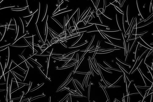 Biosphoto | 826364 | Spicules of sponge Meyenia  | &copy; Christian Gautier / Biosphoto