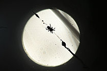 Biosphoto | 2621198 | Spider backlit by the full moon in the background, Saint-Bresson, Gard, France. | &copy; Philippe Lebeaux / Biosphoto