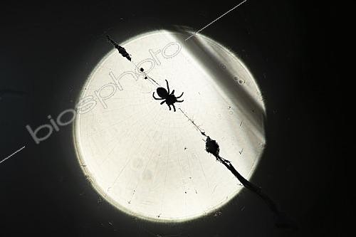 Biosphoto | 2621198 | Spider backlit by the full moon in the background, Saint-Bresson, Gard, France. | &copy; Philippe Lebeaux / Biosphoto
