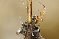 Biosphoto | 1252522 | Spider covered with raindrops France | &copy; Thierry Van Baelinghem / Biosphoto