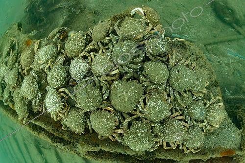 Biosphoto | 2607112 | Spider crabs, Oleron island, Atlantic Ocean, France | &copy; Bruno Guénard / Biosphoto