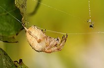 Biosphoto | 1252564 | Spider in its web on the lookout France | &copy; Thierry Van Baelinghem / Biosphoto