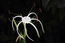 Biosphoto | 1249145 | Spider lily flower in a botanical garden Var France | &copy; Pascal Pittorino / Biosphoto