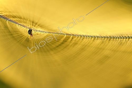 Biosphoto | 1134465 | Spider on its web at sunrise Prairie du Fouzon France | &copy; Bruno Guénard / Biosphoto