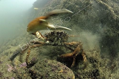 Biosphoto | 1160247 | Spider sea near the island of Oleron in summer France | &copy; Bruno Guénard / Biosphoto
