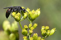 Biosphoto | 2069446 | Spider Wasp (Agenioideus usurious) female in Anis in bloom, Northern Vosges Regional Nature Park, France | &copy; Michel Rauch / Biosphoto
