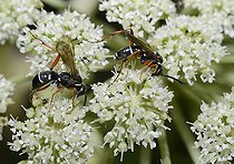 Biosphoto | 2051197 | Spider Wasp (Ceropales maculata) female on umbellifera, 2015 August 08, Northern Vosges Regional Nature Park, France, ranked World Biosphere Reserve by UNESCO, France | &copy; Michel Rauch / Biosphoto