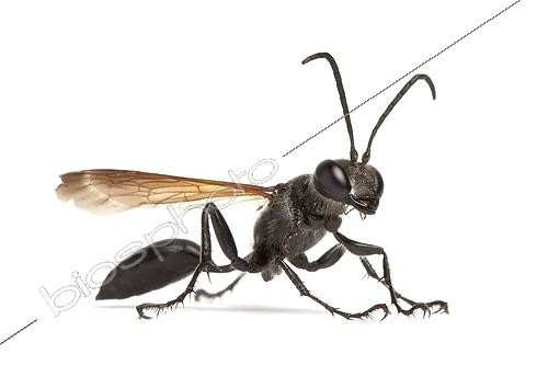 Biosphoto | 1756553 | Spider Wasp profile on white background  | &copy; Michel Gunther / Biosphoto