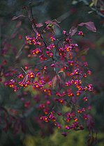 Biosphoto | 2411947 | Spindle Tree (Euonymus europaeus) in autumn, Regional Natural Park of Northern Vosges, France | &copy; Michel Rauch / Biosphoto