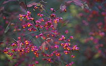 Biosphoto | 2411948 | Spindle Tree (Euonymus europaeus) in autumn, Regional Natural Park of Northern Vosges, France | &copy; Michel Rauch / Biosphoto