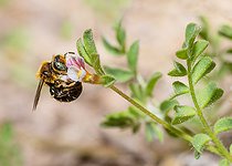 Biosphoto | 2453786 | Spined Mason Bee (Osmia spinulosa) male on Little white bird's-foot (Ornithopus perpusillus), Vosges du Nord Regional Nature Park, France | &copy; Michel Rauch / Biosphoto