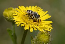 Biosphoto | 2089574 | Spined Mason Bee (Osmia spinulosa) on flower of Meadow False Fleabane (Pulicaria dysenterica), Regional Natural Park of the Vosges du Nord, France | &copy; Michel Rauch / Biosphoto