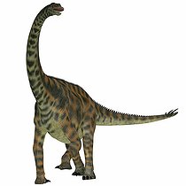 Biosphoto | 2472455 | Spinophorosaurus is a sauropod dinosaur from Niger that lived in the Jurassic Period. | &copy; Corey Ford / Stocktrek Images / Biosphoto