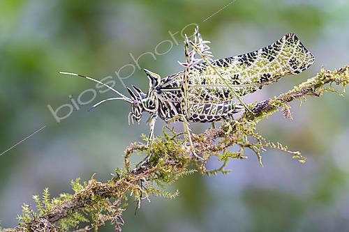 Biosphoto | 2628035 | Spiny lichen katydid (Markia hystrix), Tandayapa, Ecuador. | &copy; Vincent Premel / Biosphoto
