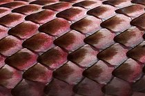 Biosphoto | 1250032 | Spiny skin of Red coachwhip Desert of Arizona USA | &copy; Daniel Heuclin / Biosphoto