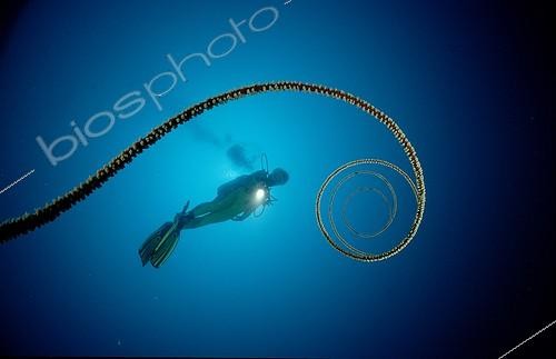 Biosphoto | 5631 | Spiral wire coral and scuba diver Maldives Indian Ocean | &copy; Reinhard Dirscherl / Biosphoto