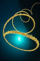 Biosphoto | 2104136 | Spiral Wire Coral, Cirrhipathes spiralis, Pantar, Alor Archipelago, Lesser Sunda Islands, Indonesia | &copy; Borut Furlan / WaterFrame / Biosphoto