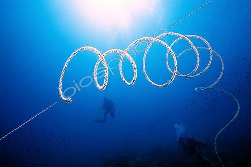 Biosphoto | 647386 | Spiral Wire Coral floating in open water Gulf of Thailand | &copy; Didier Brandelet / Biosphoto