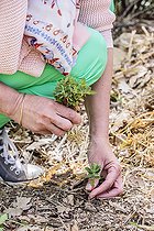 Biosphoto | 2440549 | Spontaneous seeding of euphorbia, invasive in gardens. | &copy; Jean-Michel Groult / Biosphoto