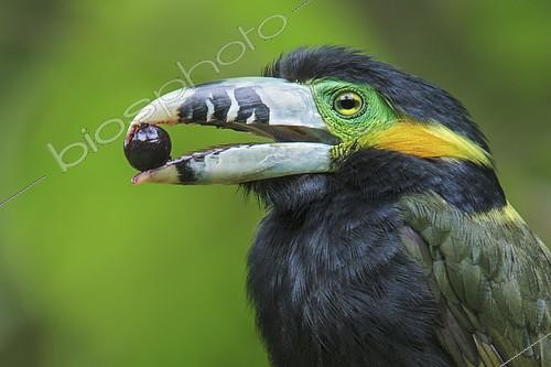 Biosphoto | 2410418 | Spot-billed Toucanet (Selenidera maculirostris) feeding on palm fruits, Altlantic rainforest, Brazil | &copy; Glenn Bartley / BIA / Biosphoto