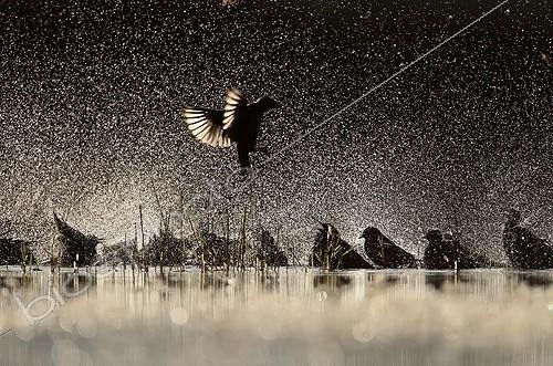 Biosphoto | 2009172 | Spotless Starling group flying and bathing backlig - Spain | &copy; Mario Cea Sanchez / Biosphoto