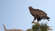 Biosphoto | 2303617 | Spotted eagle (Aquila clanga) adult posed in a tree, wintering, Greece | &copy; Pierre Huguet-Dubief / Biosphoto