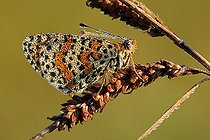 Biosphoto | 2086089 | Spotted Fritillary (Melitaea didyma) completely covered with dew in summer in a wasteland, L'Entre-deux- Mers region, Gironde, Aquitaine, France. | &copy; Bernard Dubreuil / Biosphoto