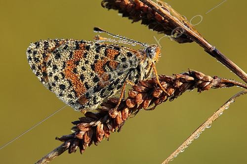 Biosphoto | 2086089 | Spotted Fritillary (Melitaea didyma) completely covered with dew in summer in a wasteland, L'Entre-deux- Mers region, Gironde, Aquitaine, France. | &copy; Bernard Dubreuil / Biosphoto