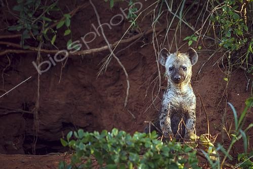 Biosphoto | 2602972 | Spotted hyaena (Crocuta crocuta) cub standing front view at den entry in Kruger National park, South Africa | &copy; Patrice Correia / Biosphoto