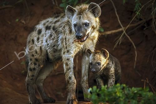 Biosphoto | 2602970 | Spotted hyaena (Crocuta crocuta) female with cub at den entry in Kruger National park, South Africa | &copy; Patrice Correia / Biosphoto